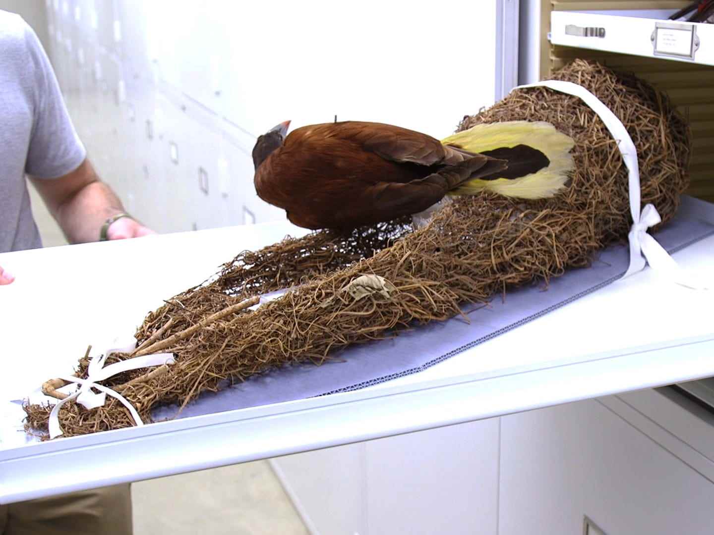 Ein Oropendola-Vogel und sein Nest in einer Schublade aus einem anderen Blickwinkel.