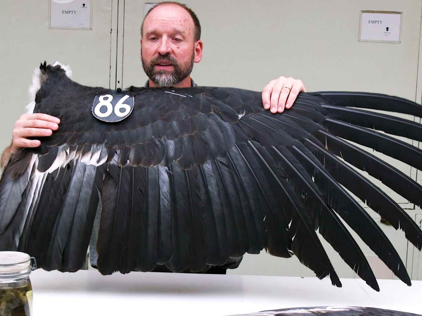 Sammlungsleiter Chris Milensky hält ein Flügelexemplar eines kalifornischen Kondors hoch, das fast so groß ist wie er.