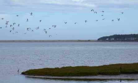 Vögel fliegen über die Tyne-Mündung in der Nähe von Dunbar