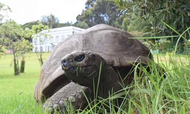 Die älteste Schildkröte der Welt