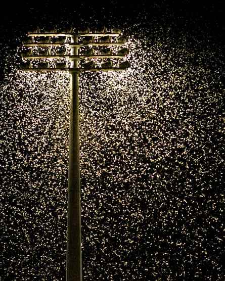 Tausende von Insekten werden als helle Punkte unter einem Flutlicht vor einem schwarzen Nachthimmel beleuchtet