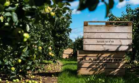 Apfelkisten im Obstgarten