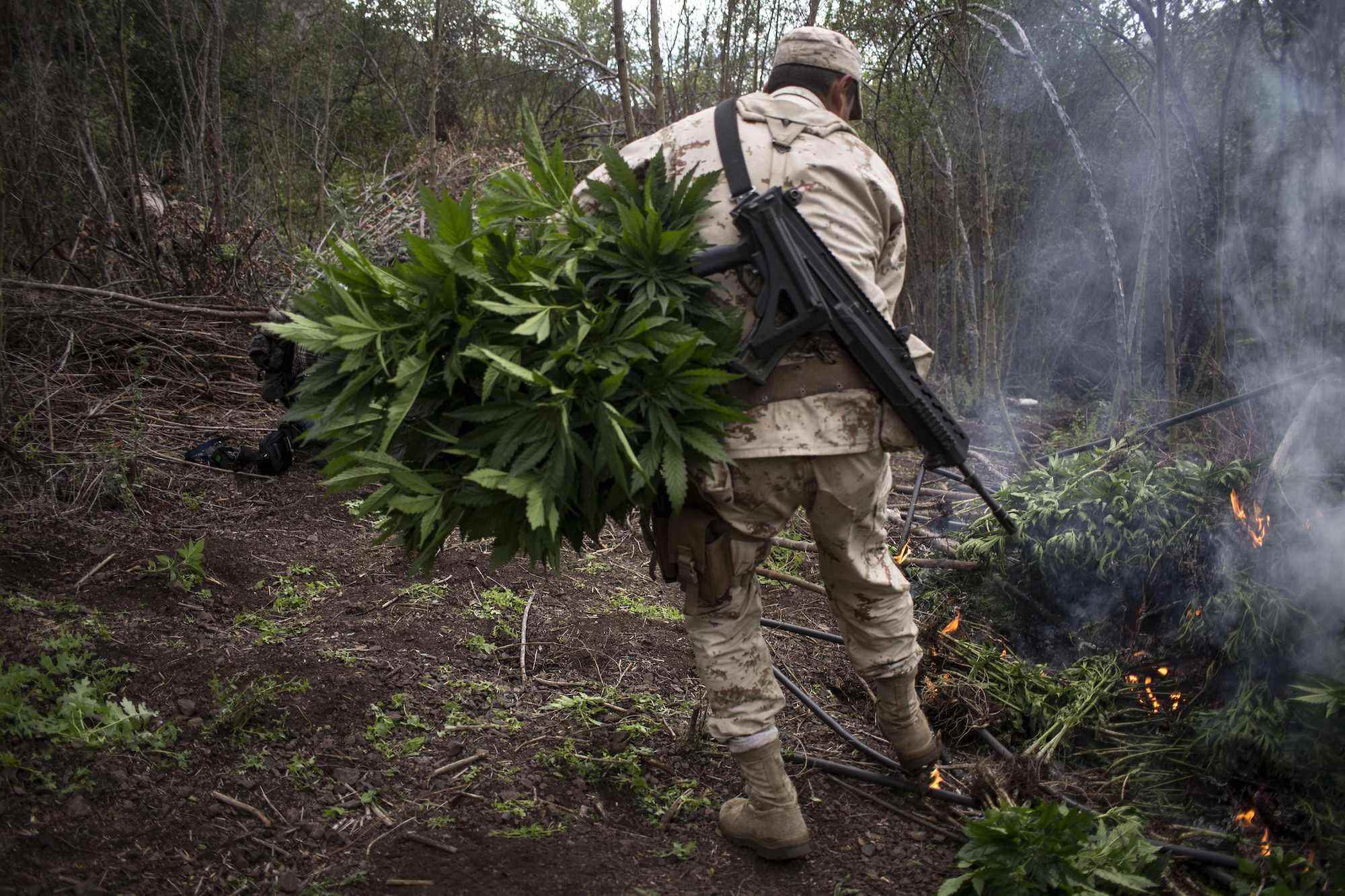 Mexikanische Soldaten verbrennen eine Marihuana-Plantage