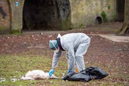 Ein Mitglied der Schwanen-Wohltätigkeitsorganisation Swan Support sammelt die Leiche eines jungen Cygnet-Schwans an der Themse in Windsor.