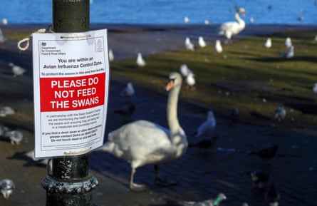 Ein Schild am Ufer der Themse in Windsor, das die Menschen darüber informiert, die Schwäne wegen eines Ausbruchs der Vogelgrippe nicht zu füttern.
