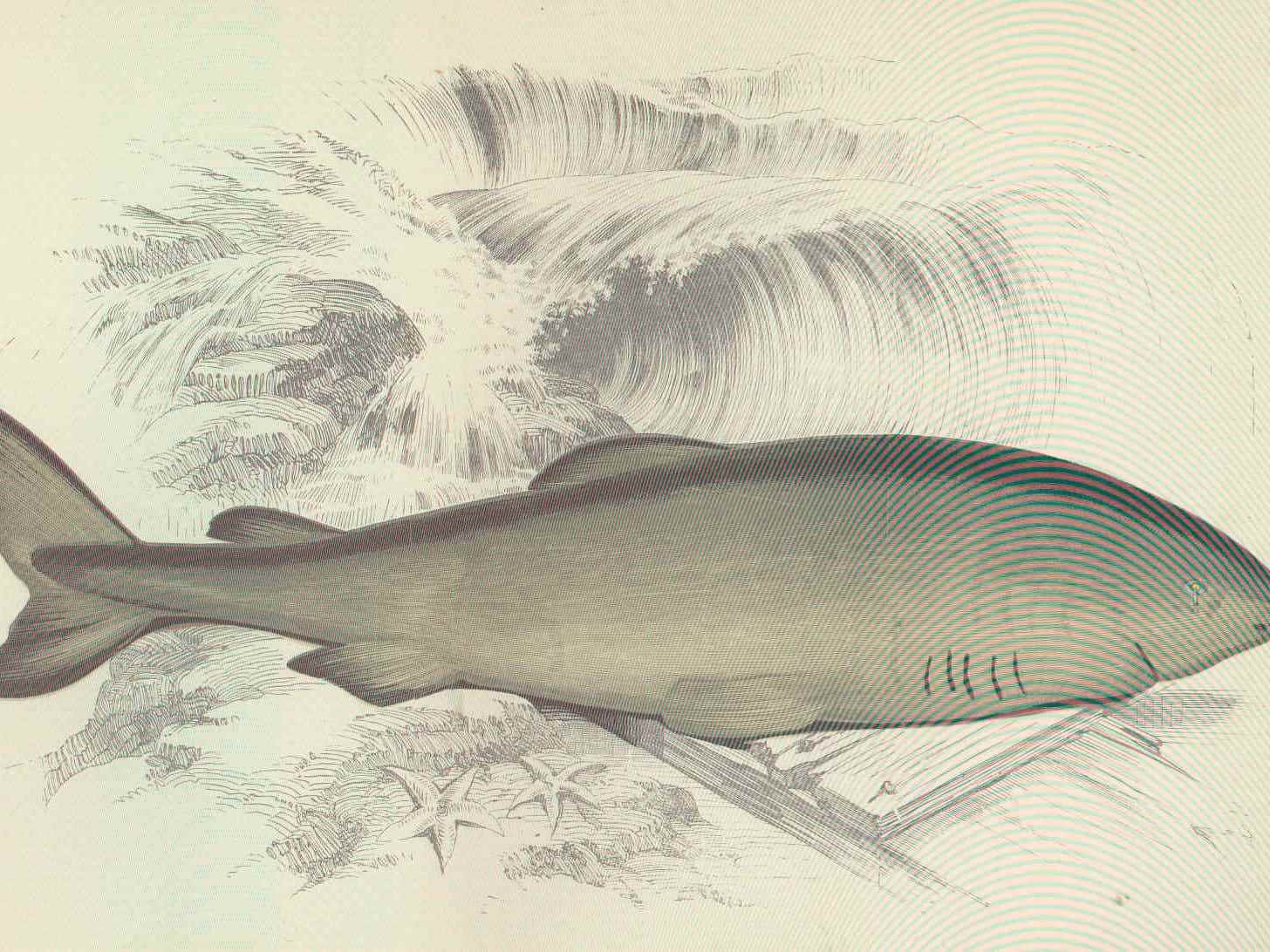 Grönlandhaie