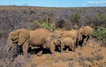 Eine Gruppe Elefanten im Tsavo-Nationalpark