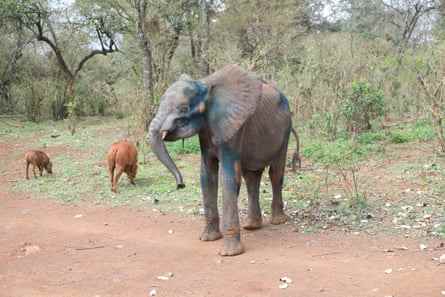 Kranker Elefant Sagateisa vor seiner Rettung