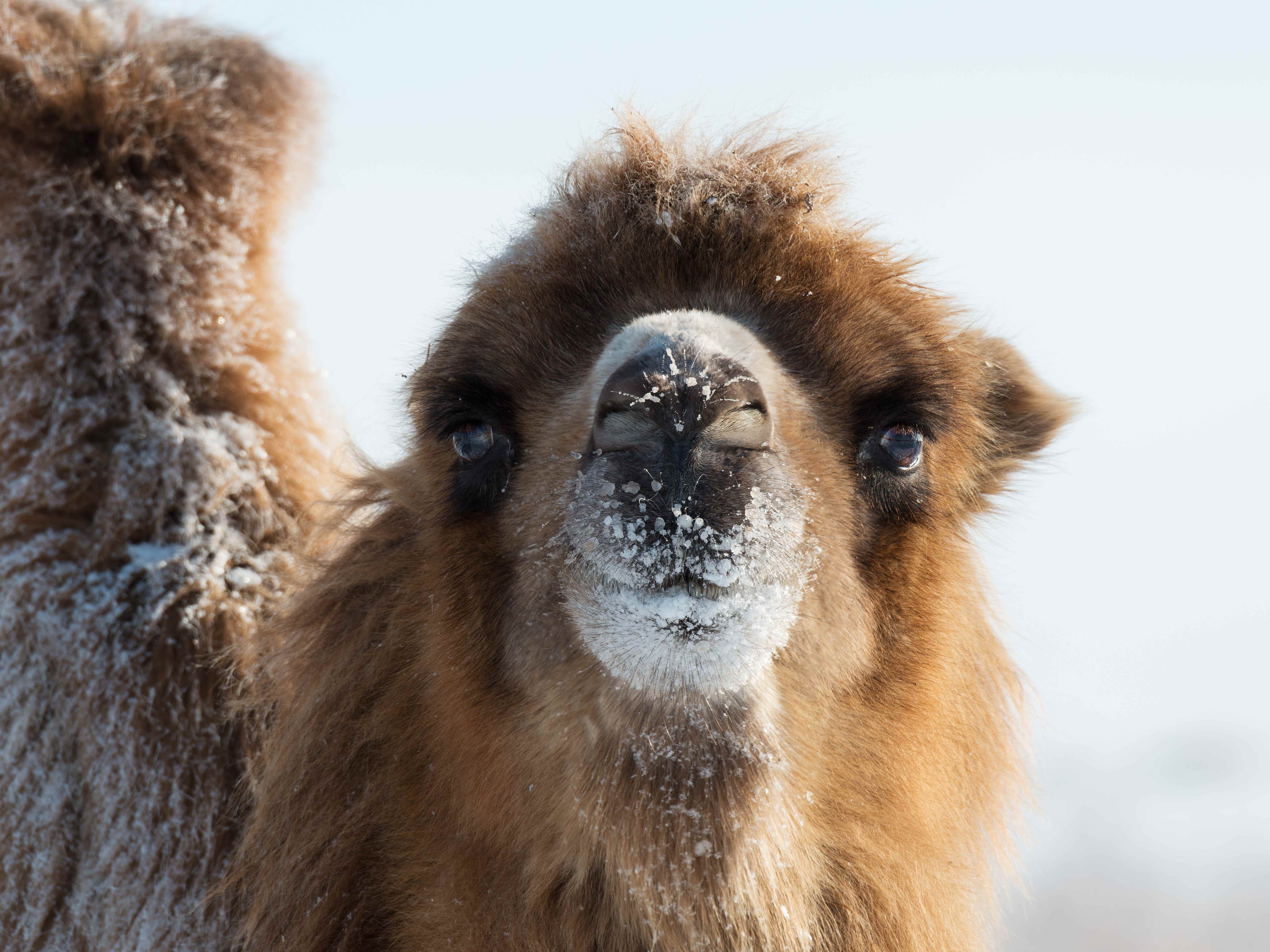 Ein Kamel lächelt mit Schnee im Gesicht in die Kamera