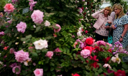 Besucher betrachten eine Rosenausstellung im Great Pavilion auf der RHS Chelsea Flower Show in London.