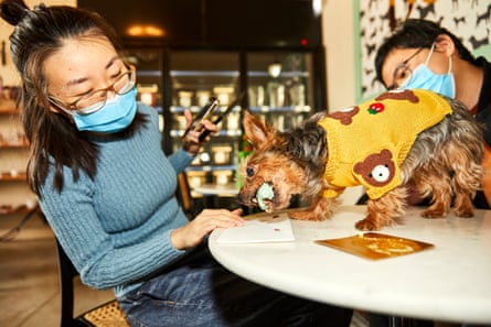 Taylor Tsai und Mona Tian mit ihrem Hund Jojo, der ihren Geburtstag feierte.  Jojo, ein kleiner Yorkie in einem gelben Pullover mit Braunbär- und Erdbeeraufdruck, sitzt auf einem Marmortisch und verschlingt ein Gebäck. 