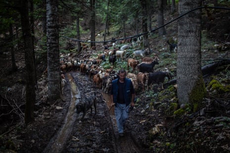 Kostas' großer Bruder Efthymios treibt die Ziegen in den Tannenwald auf dem Berg Koziakas
