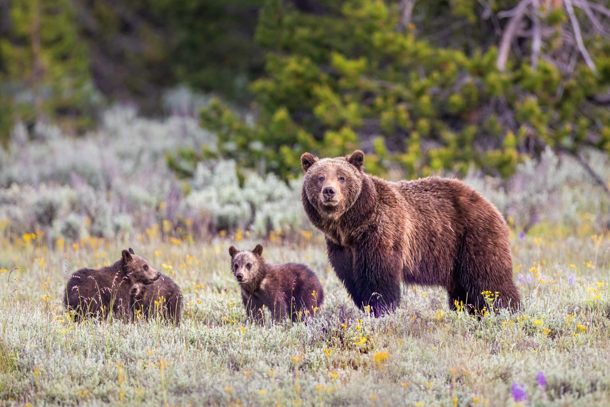 Bären im Grand-Teton-Nationalpark.