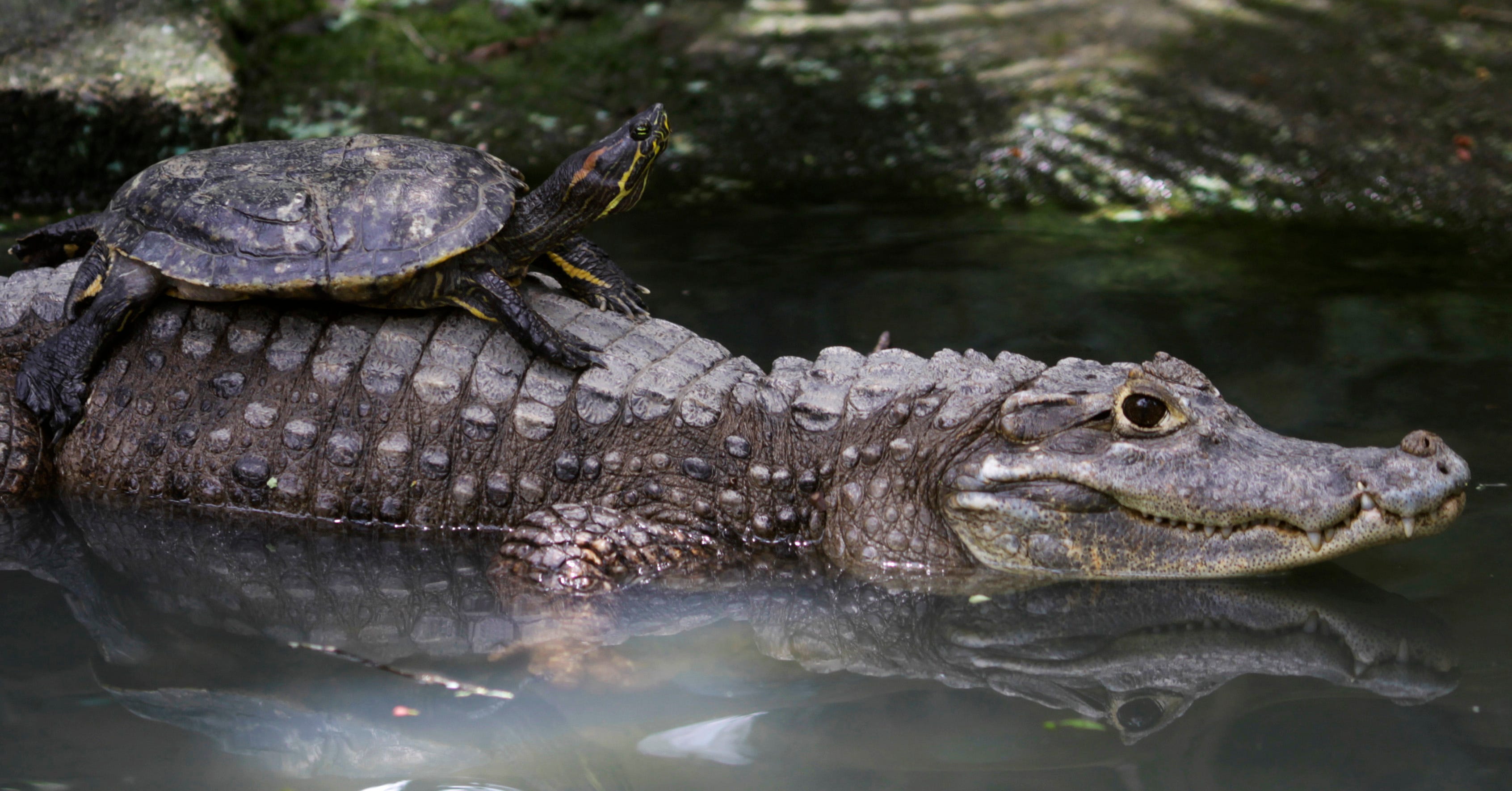 Eine Schildkröte liegt auf einem Alligator im Summit Zoo in Panama City am 10. August 2012. 