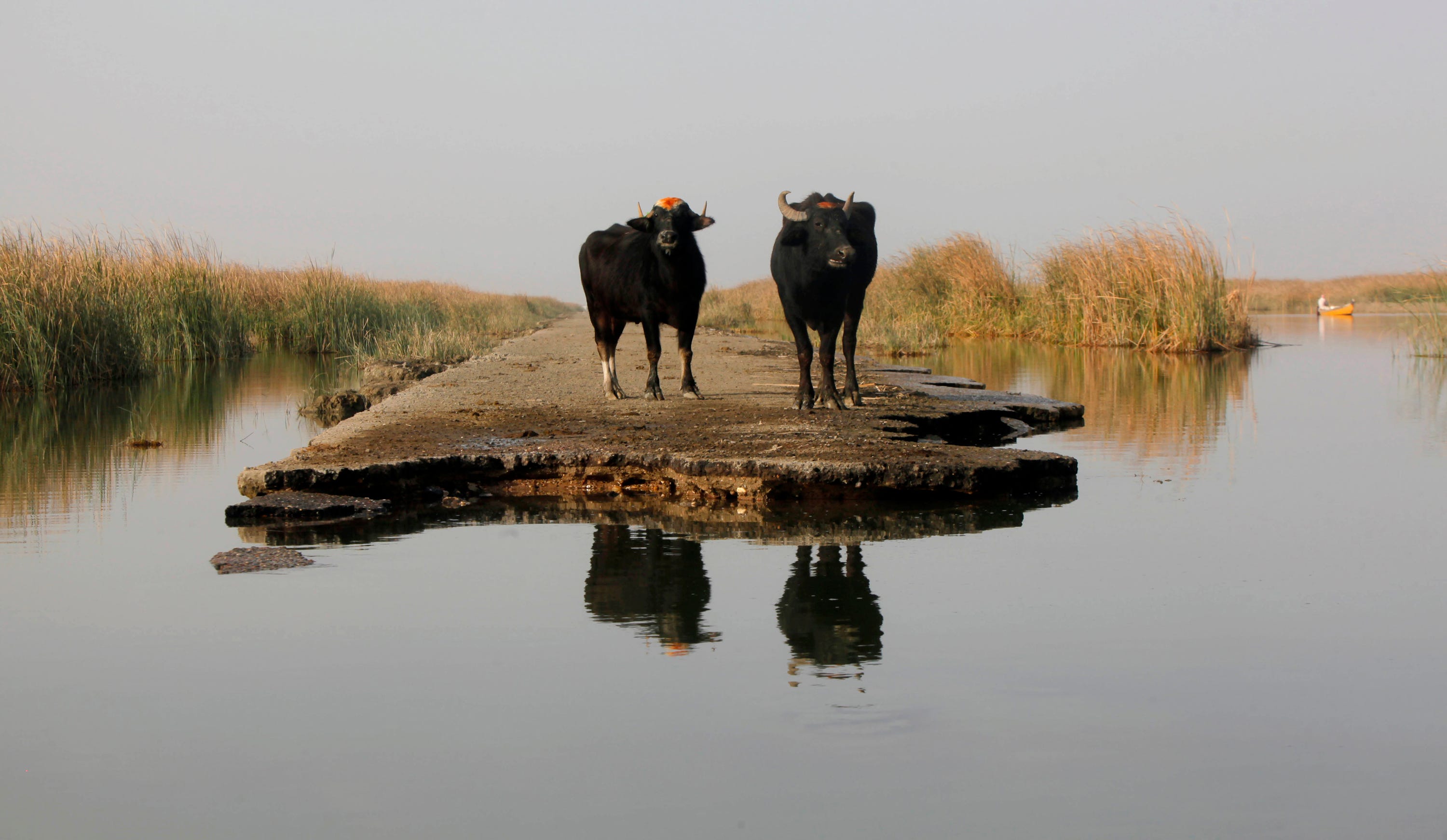 Büffel Wasser Irak 