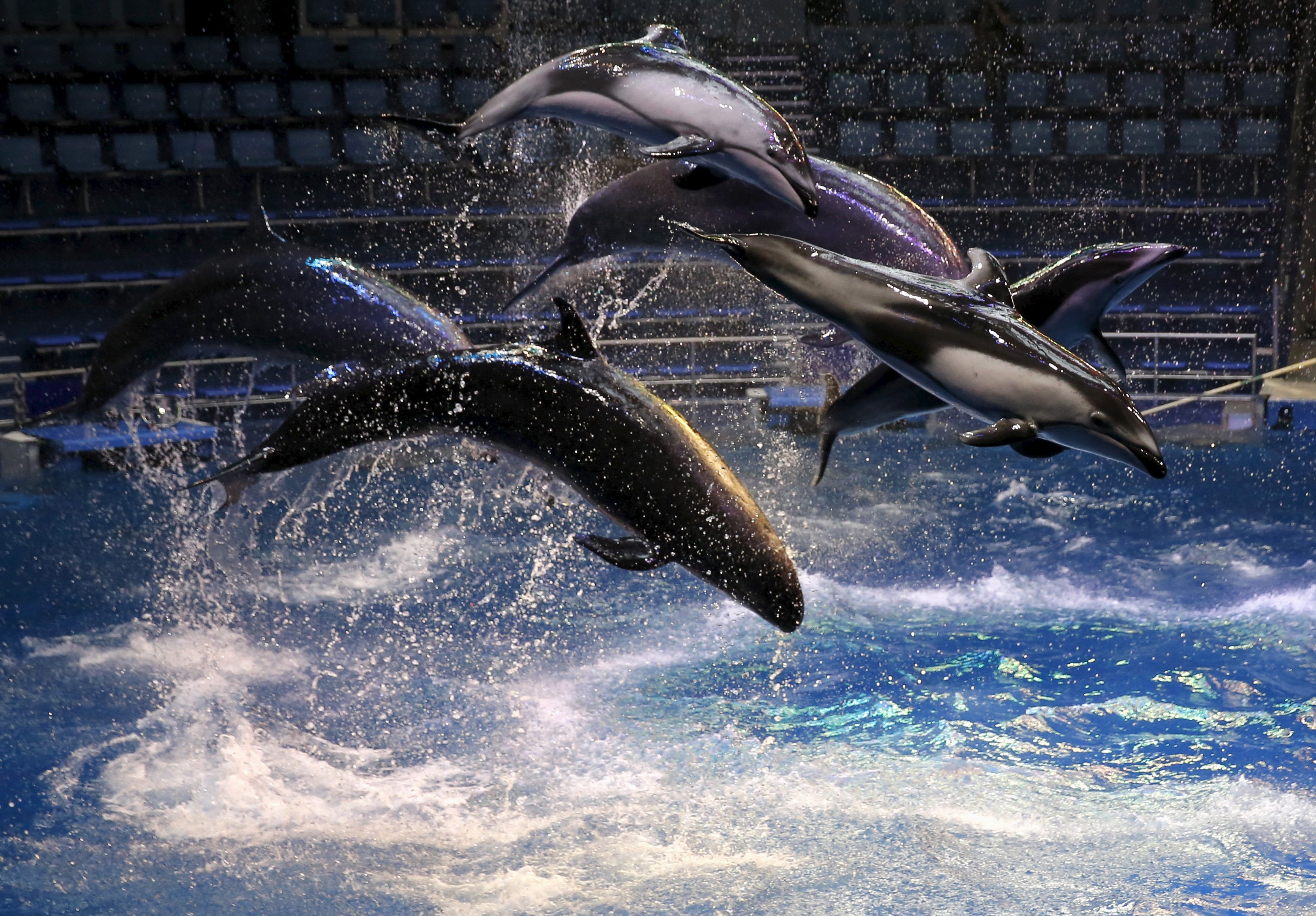 Tokio, Japan: Japan eröffnet wieder ein Aquarium mit dressierten Delfinen und Walen, obwohl es internationale Kritik an seinen Walfangpraktiken auf sich gezogen hat.