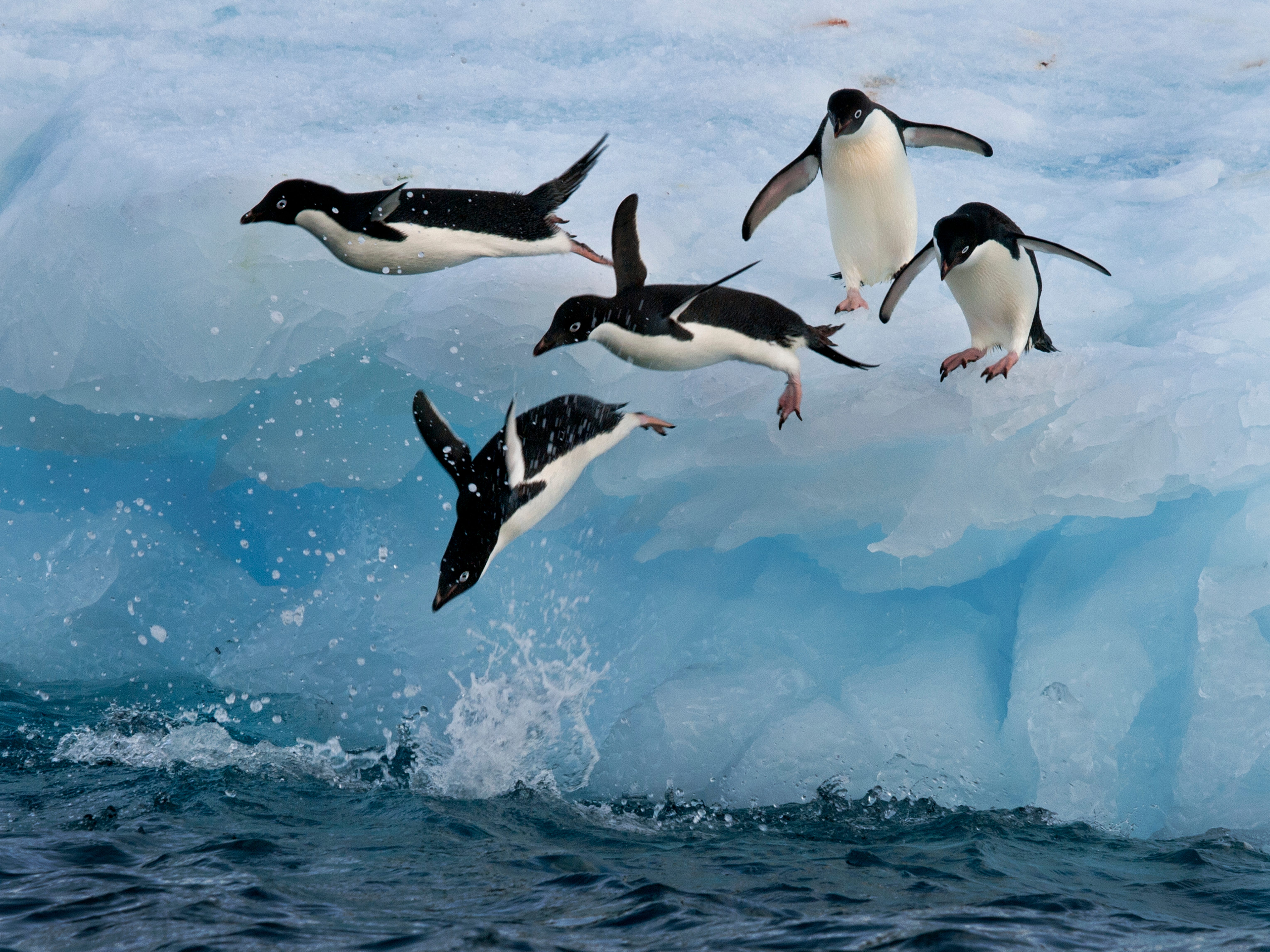 In der Nähe der Nordspitze der antarktischen Halbinsel stürzt sich eine Gruppe Adeliepinguine von einem Eisberg in die kalten Gewässer des Ozeans.