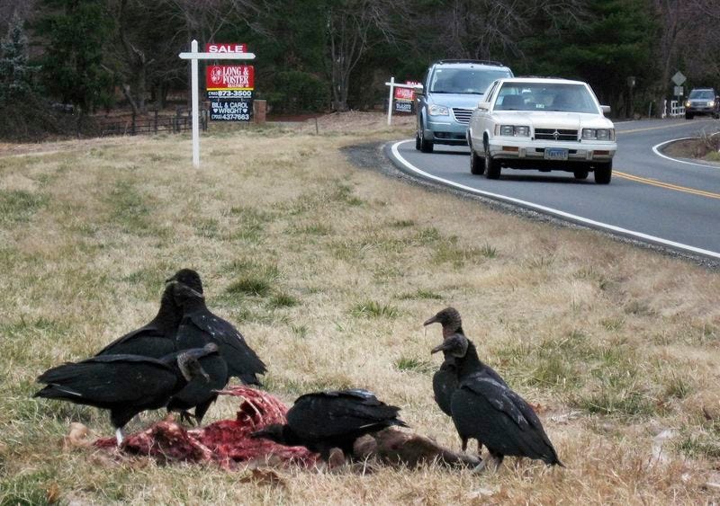 Auf diesem Aktenfoto vom 20. Februar 2008 ergötzen sich Geier an einer getöteten Straße, während Pendler in Great Falls, Virginia, vorbeifahren.  REUTERS/Hyungwon Kang/Dateien  