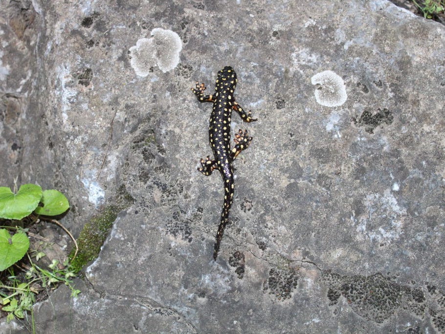 Ein gefleckter Salamander ist am 28. Mai 2020 mit Blättern auf einem Felsen im Distrikt Semdinli in Hakkari, Türkei, zu sehen.