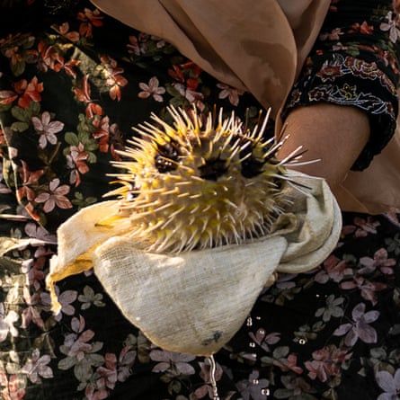 Khaleedah al-Hokmani hält einen Kugelfisch, den sie beim Speerfischen gefunden hat.  Es gibt keine lokale Verwendung für die Art, und bald darauf setzt sie sie wieder ins Wasser frei.