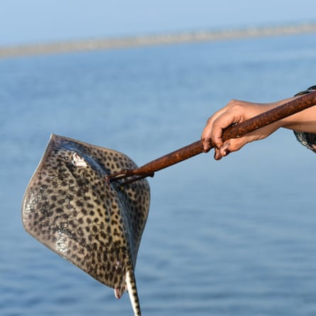 Beduinenfischerinnen verwenden traditionelle Methoden, um Rochen, Tintenfische und Tintenfische im Wasser zu jagen und die Küste nach Austern und Muscheln abzusuchen, um sie auf lokalen Märkten zu verkaufen.