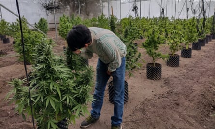 Einer aus dem Team von Plan Tecala inspiziert Cannabisprodukte in einem Innenbereich einer Farm in Morelos, Mexiko.