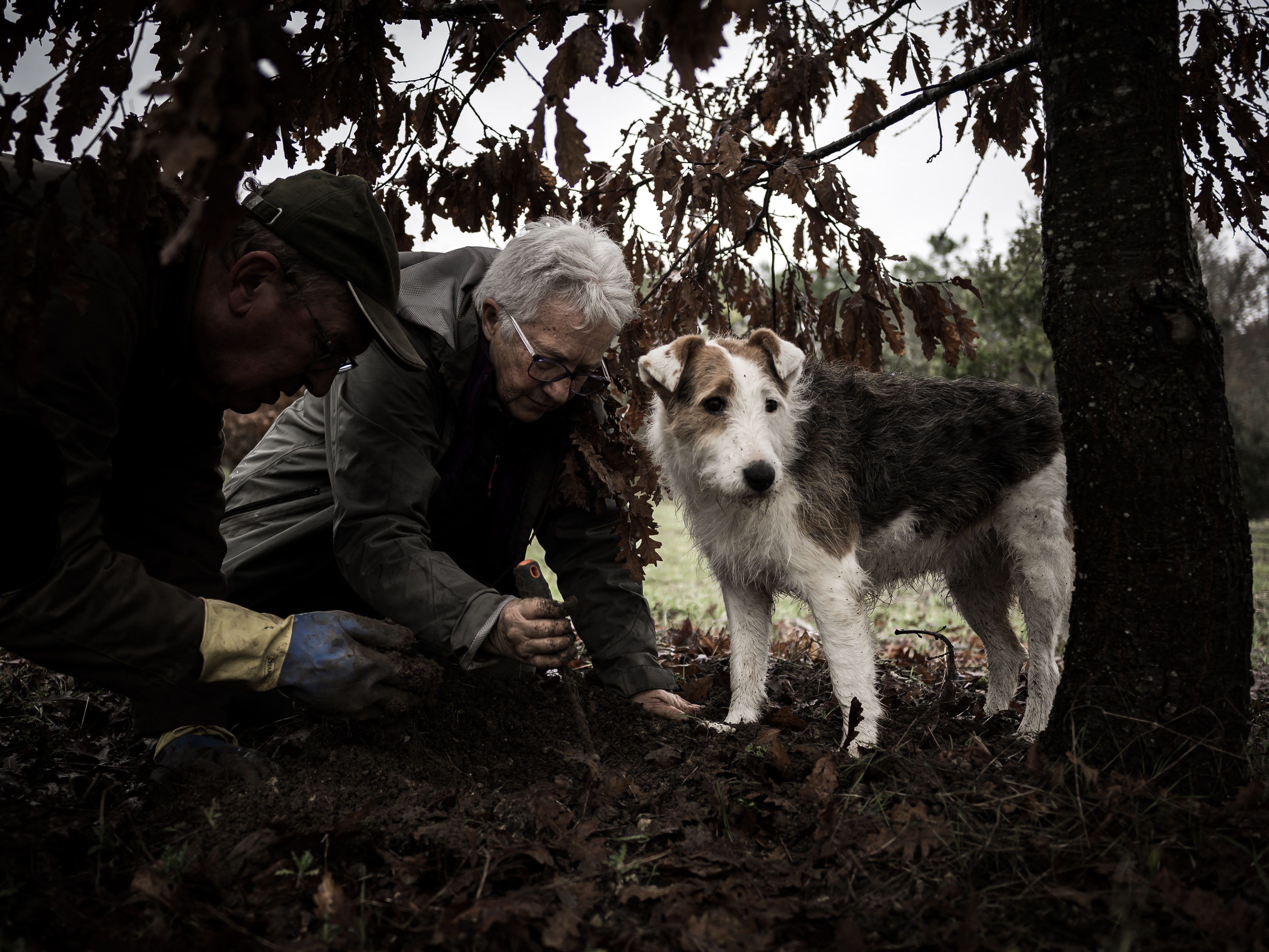 Auf diesem Foto, das am 10. Januar 2023 aufgenommen wurde, gräbt die französische Trüffeljägerin Anne-Marie Pouzergues (C) den Boden, nachdem ihr Hund einige Trüffel in der Dordogne-Landschaft in der Nähe von Brantome im Südwesten Frankreichs gefunden hat.  (Foto von Philippe LOPEZ/AFP) (Foto von PHILIPPE LOPEZ/AFP via Getty Images)