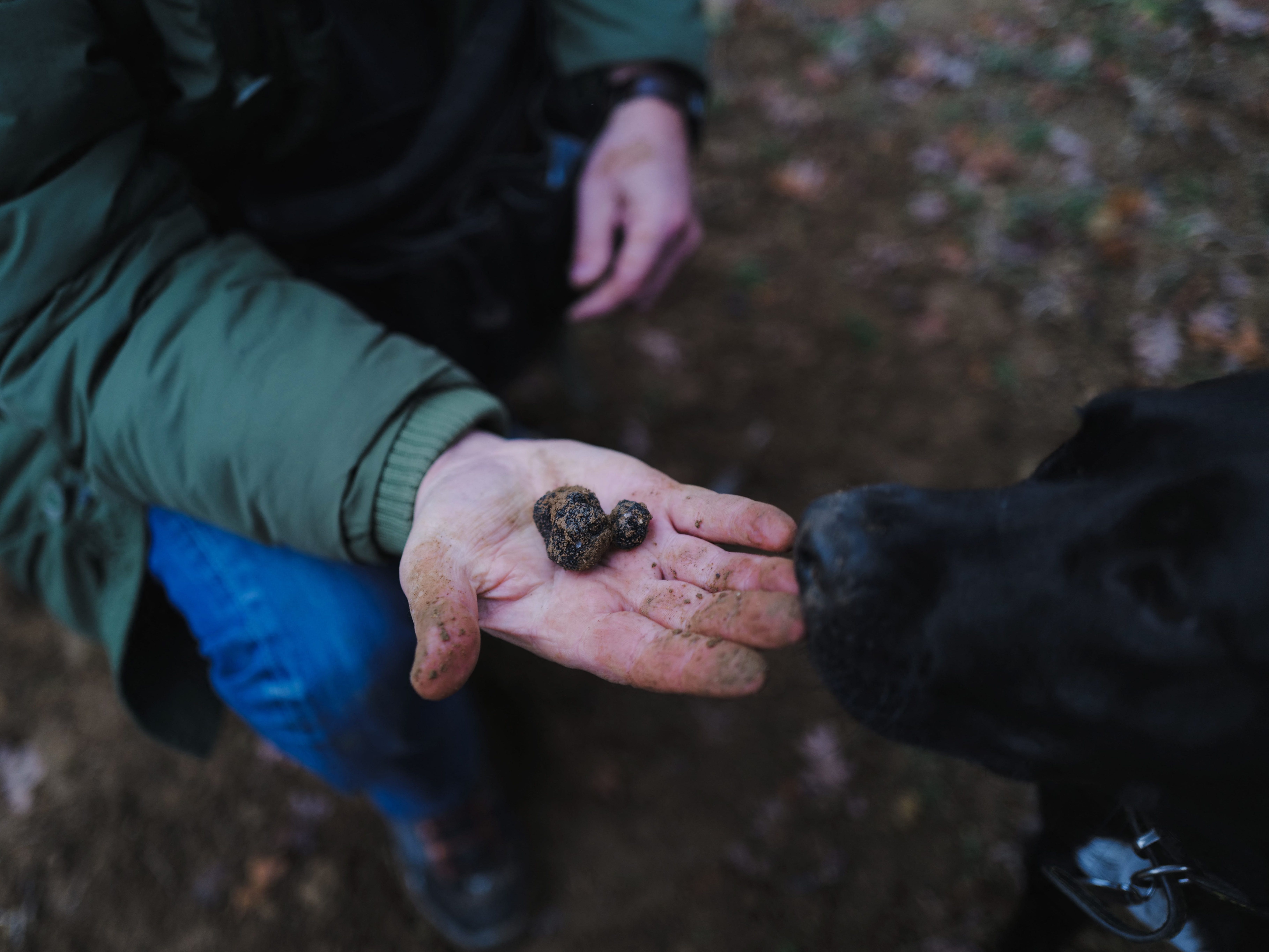 Trüffeljäger Jean-Luc Monteillet zeigt einen schwarzen Trüffel, der am 23. Dezember 2022 von einem seiner Hunde bei einer Suche in den Eichen der Domaine de Montine in Grignan, Südfrankreich, gefunden wurde. (Foto von OLIVIER CHASSIGNOLE / AFP) (Foto von OLIVIER CHASSIGNOLE/AFP über Getty Images)