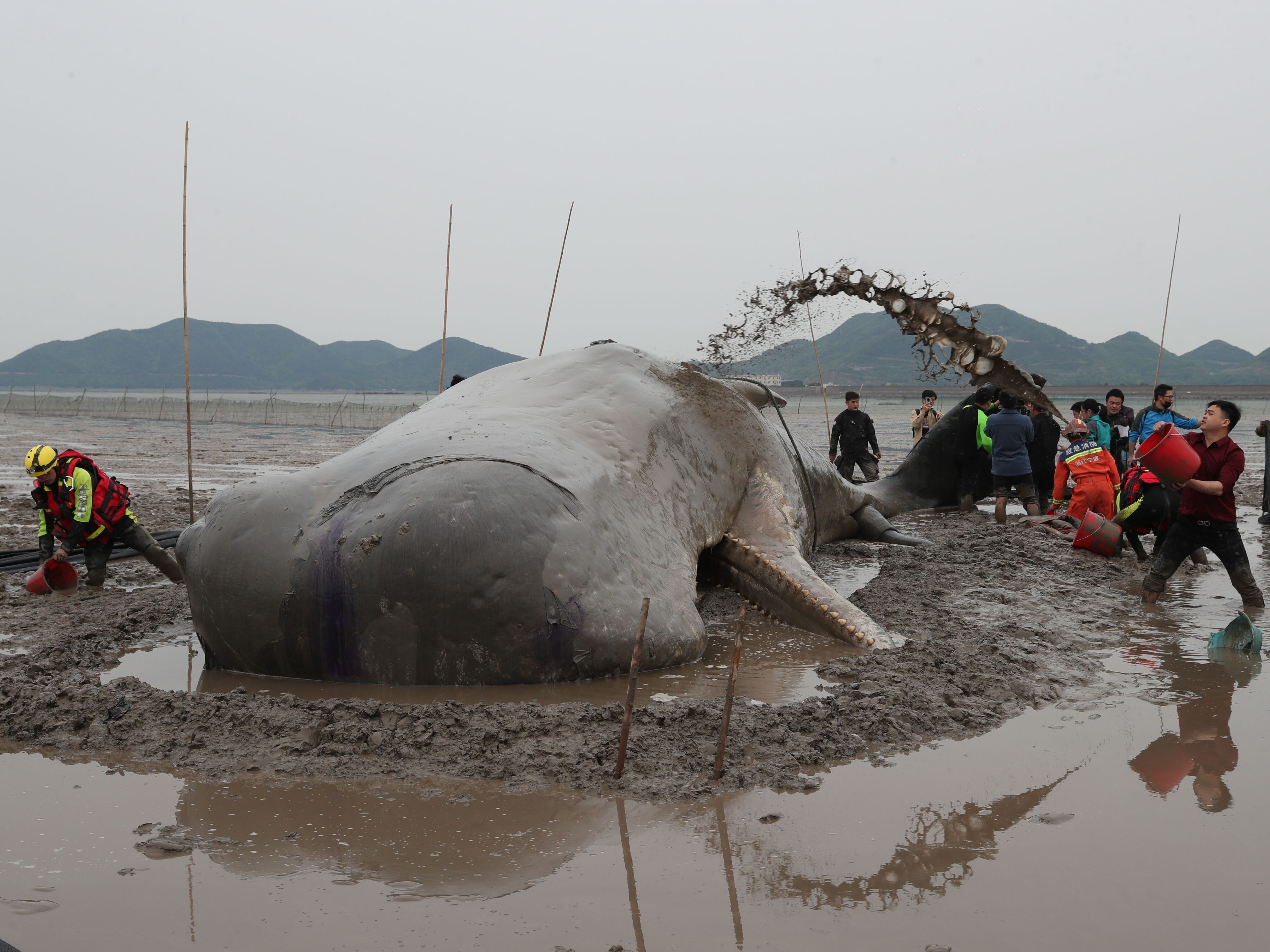Retter bespritzen am 19. April 2022 in Ningbo, Provinz Zhejiang, China, einen am Strand gestrandeten Pottwal mit Wasser.