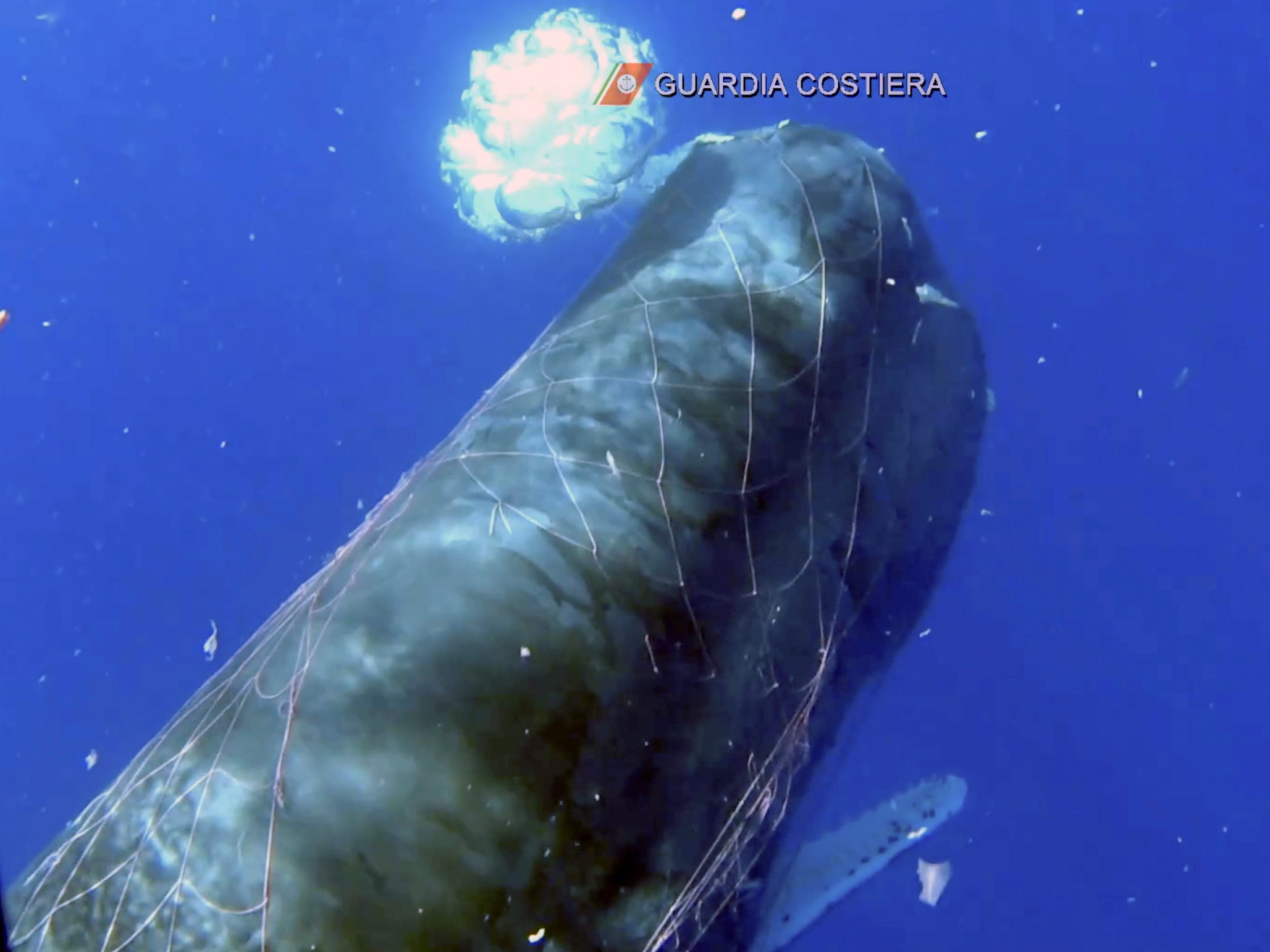 In diesem Bild aus einem Video der italienischen Küstenwache ist ein Wal zu sehen, der 2020 in den Gewässern nahe der Äolischen Inseln im Mittelmeer in einem Fischernetz gefangen ist.