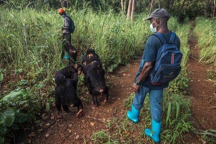 Eine Gruppe von „Teenagern“ geht im Wald rund um das Gebiet spazieren, das vom Chimpanzee Conservation Center kontrolliert wird