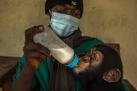 Pepe, ein Schimpansenbaby, das von seiner Pflegerin gefüttert wird 