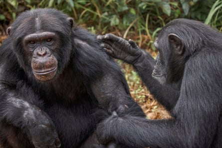 Schimpansen sozial interagieren