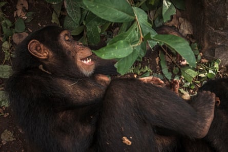 Junger Schimpanse spielt mit einem anderen im Wald