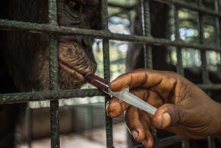 Schimpanse wird von einem Tierarzt überwacht.