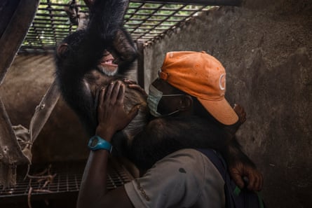 Pfleger Antoine spielt mit einem verwaisten Schimpansen