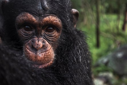 Ein junger Schimpanse im Wald