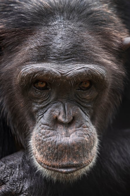 Ausgewachsene Schimpansen, die vom Chimpanzee Conservation Center vor Wilderei gerettet wurden