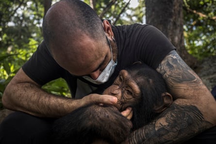 Der Biologe Miguel García spielt mit einem jungen geretteten Schimpansen 