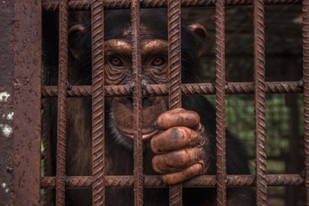 Ein Porträt eines erwachsenen Schimpansen in einem Gehege