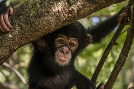 Ein junger Schimpanse in einem Baum