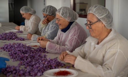 Frauen extrahieren Narben und Griffel aus Krokusblüten, die in der Nähe des Dorfes Villarrobledo angebaut werden