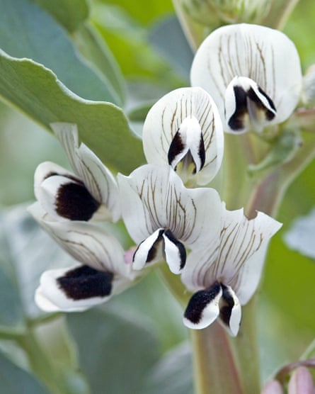 Blumen der Saubohnenpflanze.