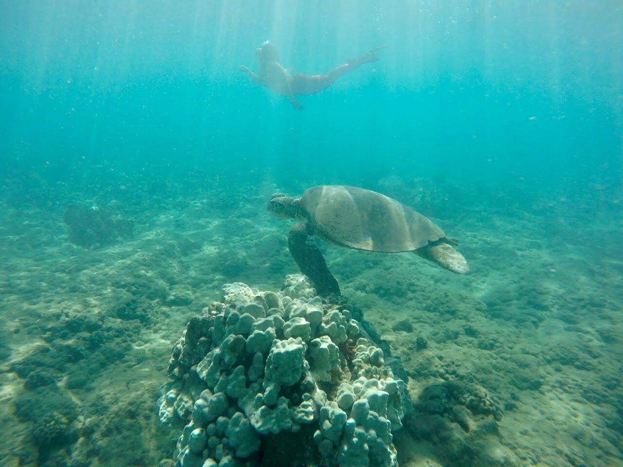 Hawaii-Schildkröte schwimmt im Ozean mit Taucher im Hintergrund
