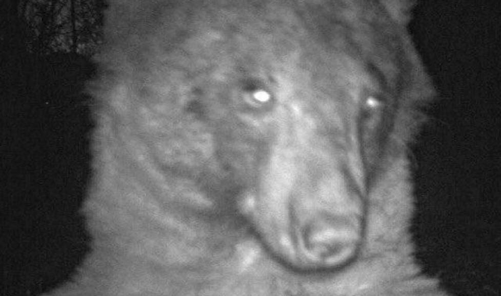 Ein Bär hat in Boulder, Colorado, 400 Selfies mit einer Wildkamera gemacht.