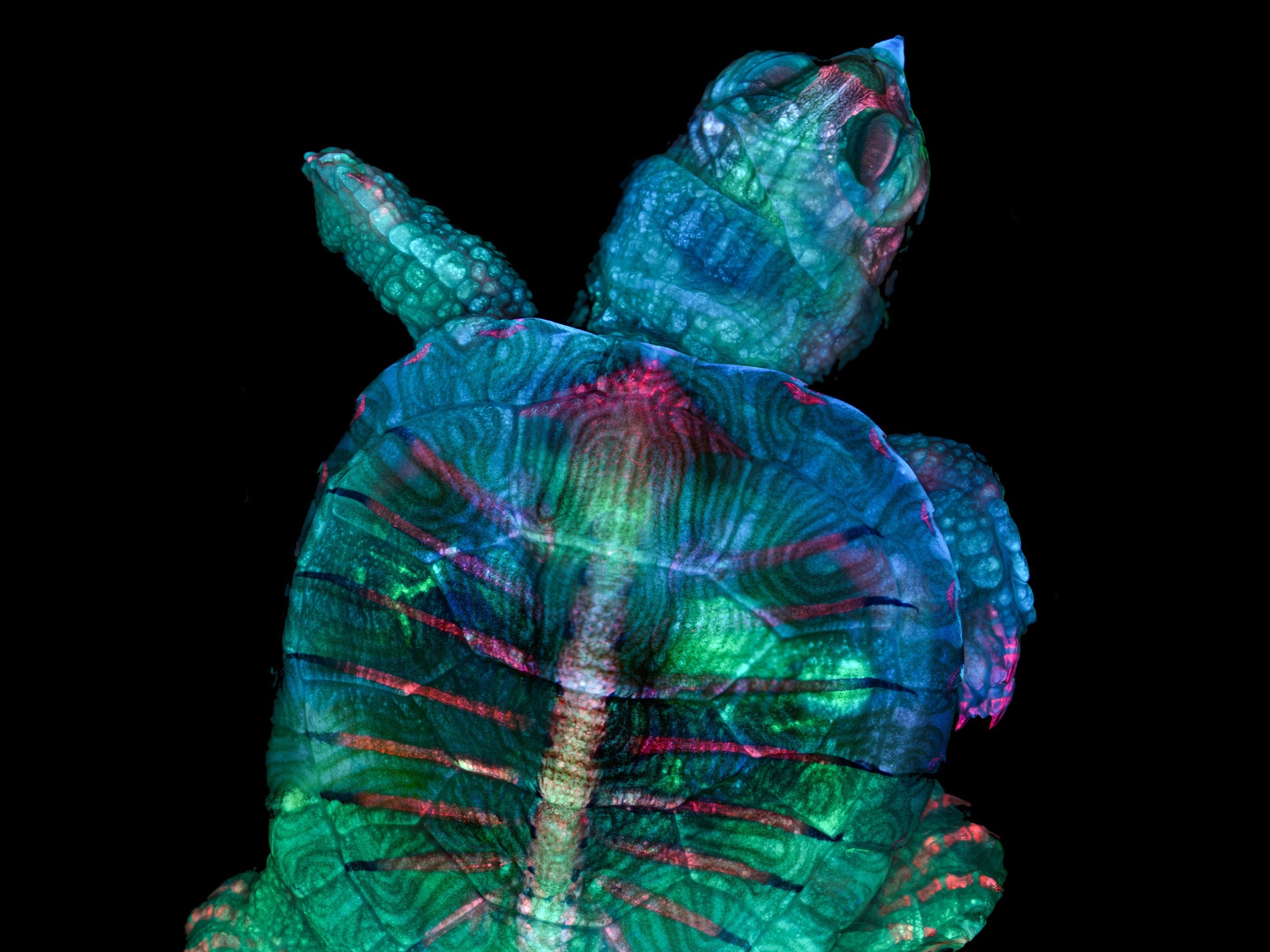 01 Fluoreszierende Schildkröte Embryo Mikroskop Foto Teresa Zgoda Kugler Nikon Small World 2019 NSW2019