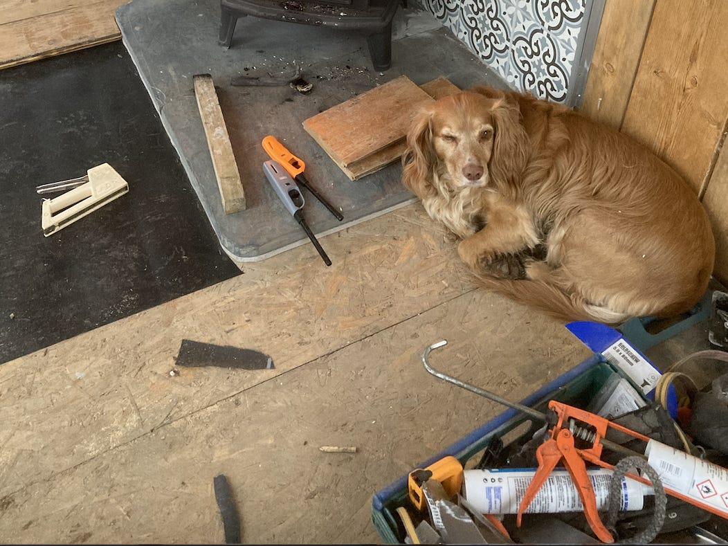 Aufbau in der Pferdebox Airbnb (mit dem Hund des Besitzers)