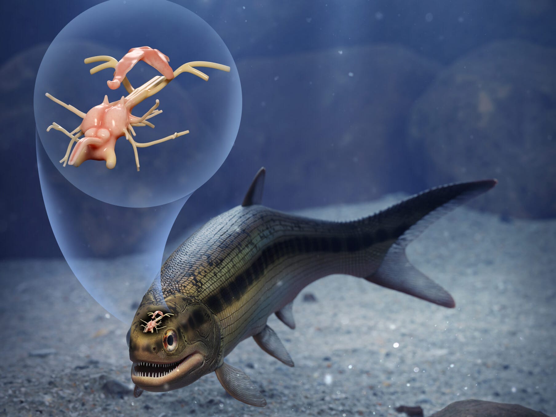 Künstlerische Interpretation eines bemerkenswerten 319 Millionen Jahre alten Fisches, der das früheste versteinerte Gehirn eines Tieres mit Rückgrat bewahrt