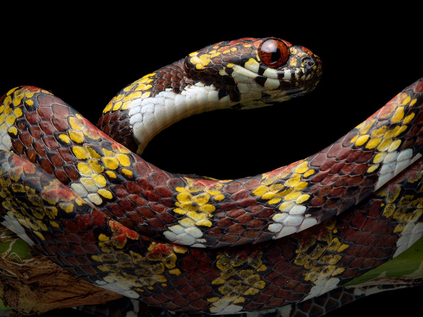 Eine gelb-braune Schlange mit mattroten Augen, die sich um sich selbst gewickelt hat