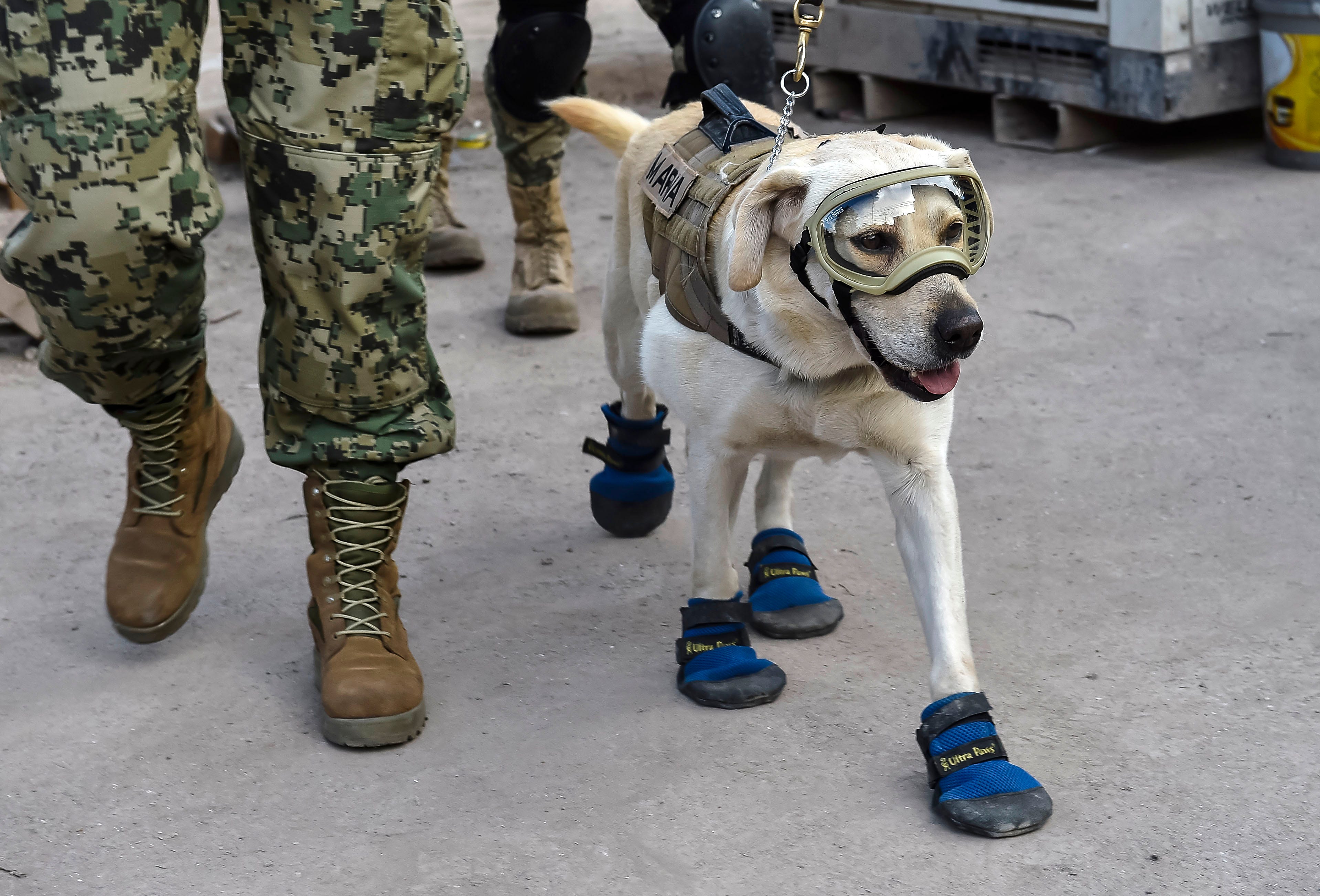 Frida, ein Rettungshund der mexikanischen Marine, beteiligt sich mit ihrem Hundeführer Israel Arauz Salinas am 22. September 2017, drei Tage nach dem verheerenden Erdbeben, an der Suche nach Menschen, die in der Rebsamen-Schule in Mexiko-Stadt eingeschlossen sind Zentralmexiko.